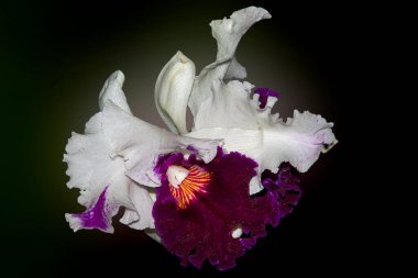 Güzel çiçeklerin açtığı yere yakın.