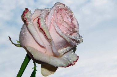 Gökyüzünde güzel bir çiçek, yaz konsepti, yakın manzara  