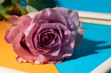 Renkli arka planda güzel bir gül çiçeği ve dekoratif çerçeve, yaz konsepti, yakın görüş  