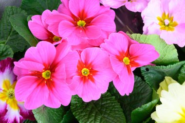 Bulanık arkaplanda güzel çuha çiçekleri bahar konsepti, yakın görüş  