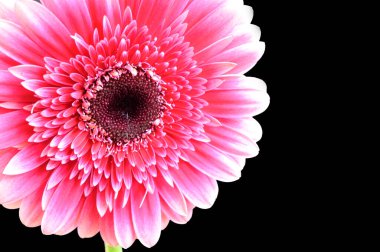 Koyu arkaplanda güzel Gerbera çiçeği, bahar konsepti, yakın görüş  