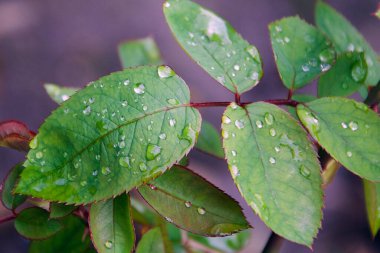 Su damlalı yeşil yaprakların manzarası, yakın görüş 