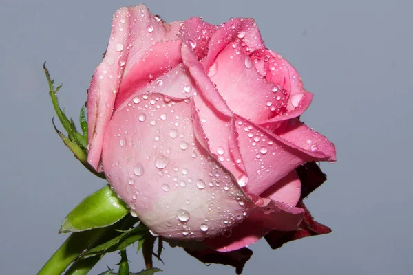 Koyu arkaplanda güzel bir çiçek, yaz konsepti, yakın görüş  