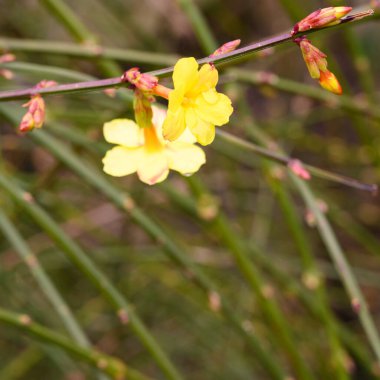 Güneşli yaz gününde bahçede yetişen güzel çiçekler. 