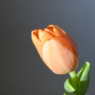 Gri arka planda güzel lale çiçeği, bahar konsepti, yakın görüş  