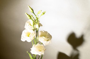 Gri arkaplanda güzel çiçekler, bahar konsepti, yakın görüş  