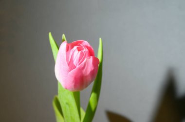 Gri arka planda güzel lale çiçeği, bahar konsepti, yakın görüş  