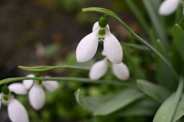 Bahar günü bahçede büyüyen güzel kar damlaları, kadın günü konsepti. 