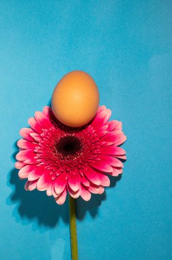 Renkli arka planda Paskalya yumurtası olan güzel Gerbera çiçeği, Mutlu Paskalya konsepti, yakın görüş   