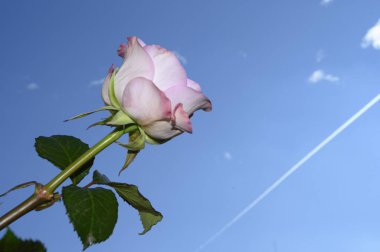 Gökyüzü arka planında güzel bir gül, bahar konsepti, yakın görüş  