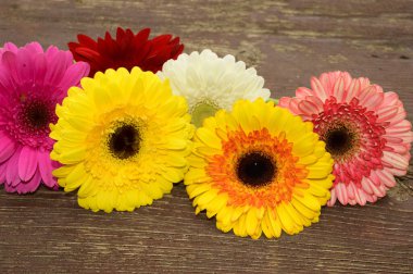 Tahta arka planda güzel Gerbera çiçekleri, bahar konsepti, yakın görüş  