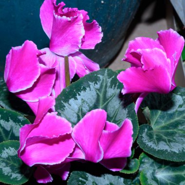 Bulanık arka planda güzel siklamen çiçekleri, bahar konsepti, yakın görüş  