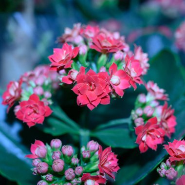 Bulanık arka planda güzel ev çiçekleri, bahar konsepti, yakın görüş  