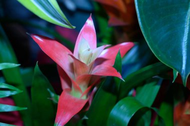 Bulanık arka planda güzel ev çiçekleri, bahar konsepti, yakın görüş  