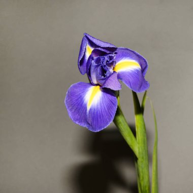 Koyu arkaplanda güzel bir çiçek, bahar konsepti, yakın görüş  