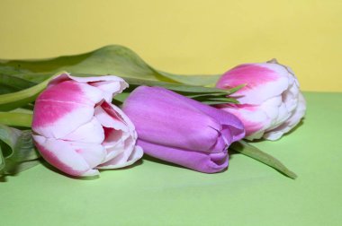 Güzel lale çiçeklerini kapatın.