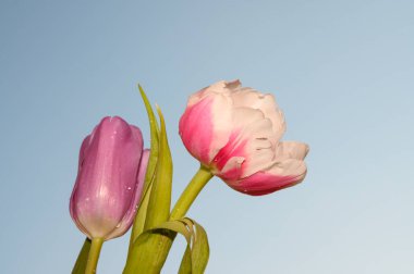 Gökyüzü arka planında güzel laleler, yaz konsepti, yakın manzara  