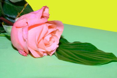 beautiful rose flower and palm leaf on dark background, spring concept, close view  