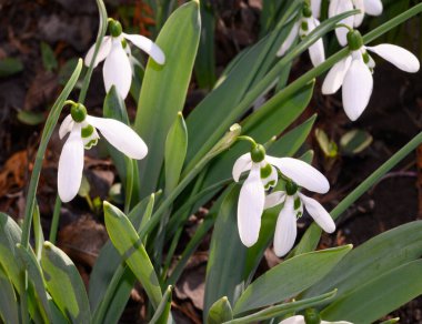 Bahar günü bahçede büyüyen güzel kar damlaları. 
