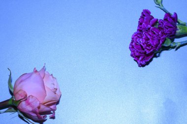 Işıklı arka planda güzel çiçekler, 8 Mart konsepti, yakın görüş  