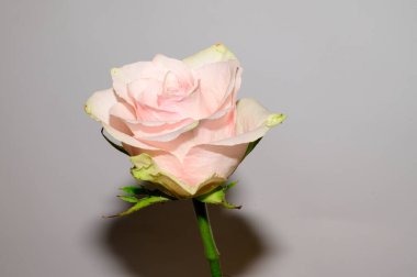 Işık arka planında güzel bir gül, bahar konsepti, yakın görüş  