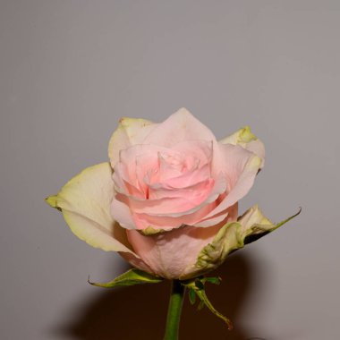 Işık arka planında güzel bir gül, bahar konsepti, yakın görüş  