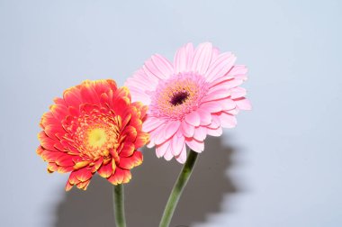 Işık arkaplanda güzel çiçekler, yaz konsepti, yakın manzara  