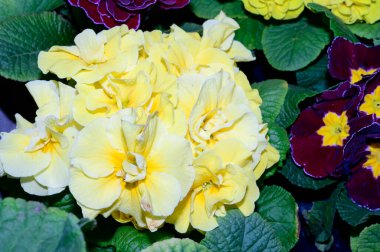 Bulanık arkaplanda güzel çuha çiçekleri bahar konsepti, yakın görüş  