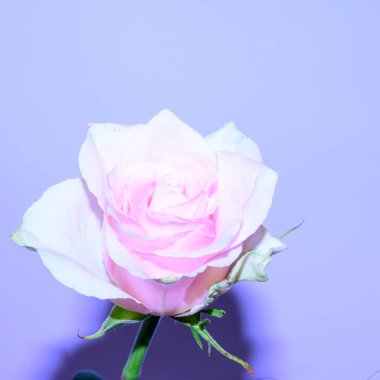 Işık arka planında güzel bir gül, bahar konsepti, yakın görüş  