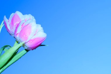 Gökyüzünde güzel laleler arka planda, bahar konsepti, yakın manzara  