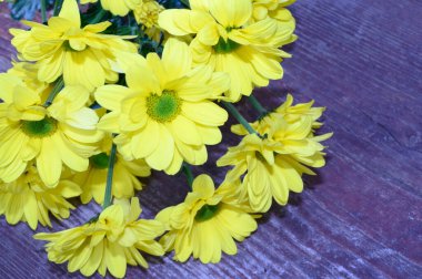 Koyu arkaplanda güzel Gerbera çiçekleri, bahar konsepti, yakın görüş  