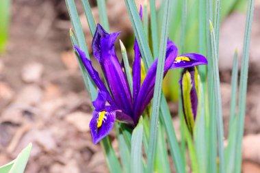 Baharda güneşli bir günde bahçede büyüyen güzel irisler. 