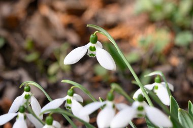 Bahar günü bahçede büyüyen güzel kar damlaları. 