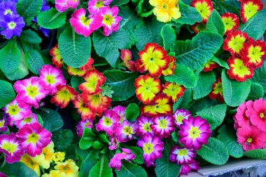 Bulanık arkaplanda güzel çuha çiçekleri bahar konsepti, yakın görüş  