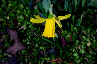 Baharın güneşli günlerinde bahçede yetişen güzel nergis çiçeği. 