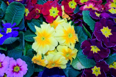 Bulanık arkaplanda güzel çuha çiçekleri bahar konsepti, yakın görüş  