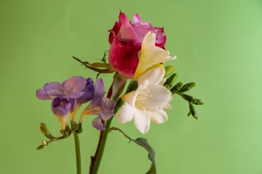 Yeşil arka planda güzel çiçekler, bahar konsepti, yakın manzara  