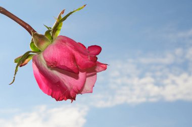 Gökyüzü arka planında güzel bir gül, yaz konsepti, yakın manzara  