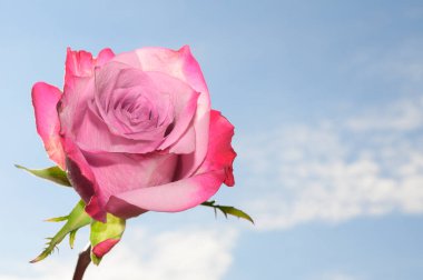 Gökyüzü arka planında güzel bir gül, yaz konsepti, yakın manzara  