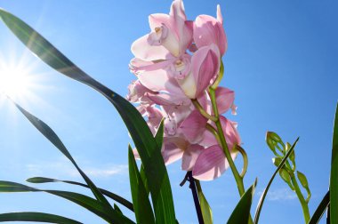 Gökyüzünde güzel çiçekler, yaz konsepti, yakın manzara  