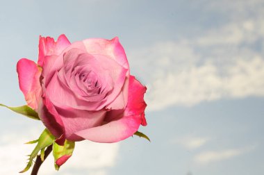 Gökyüzü arka planında güzel bir gül, yaz konsepti, yakın manzara  