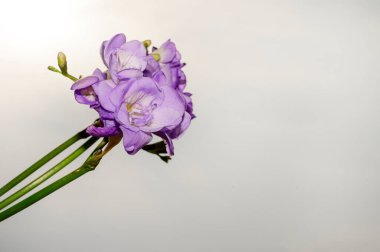 Gökyüzünde güzel çiçekler, yaz konsepti, yakın manzara  