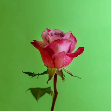 Yeşil arka planda güzel bir gül çiçeği, bahar konsepti, yakın görüş  