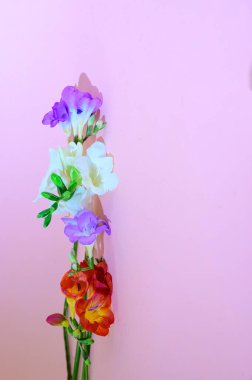 Mor arka planda güzel çiçekler, bahar konsepti, yakın manzara  