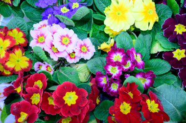 Bulanık arkaplanda güzel çuha çiçekleri bahar konsepti, yakın görüş  