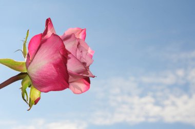 Gökyüzü arka planında güzel bir gül, yaz konsepti, yakın manzara  