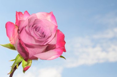 Gökyüzü arka planında güzel bir gül, yaz konsepti, yakın manzara  