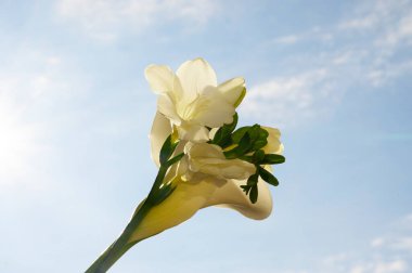 Gökyüzünde güzel çiçekler, yaz konsepti, yakın manzara  