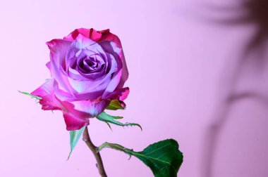 Mor arka planda güzel bir gül çiçeği, bahar konsepti, yakın görüş  