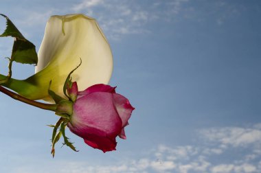 Gökyüzünde güzel çiçekler, bahar konsepti, yakın manzara  